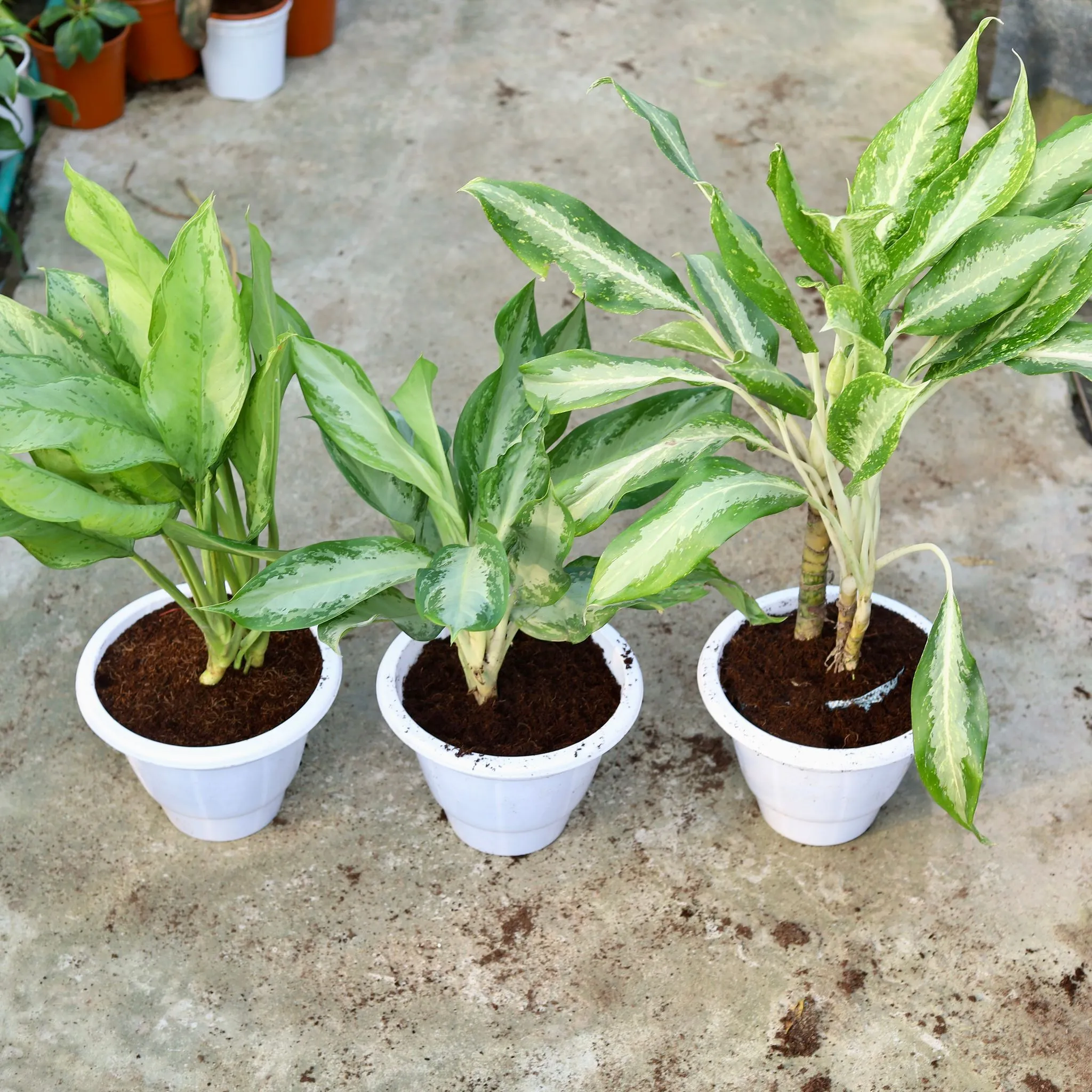 Set Of 3 - Aglaonema (Dove,Emerald Bay & Maria Christiana) in 10 Inch Classy White Plastic Pot