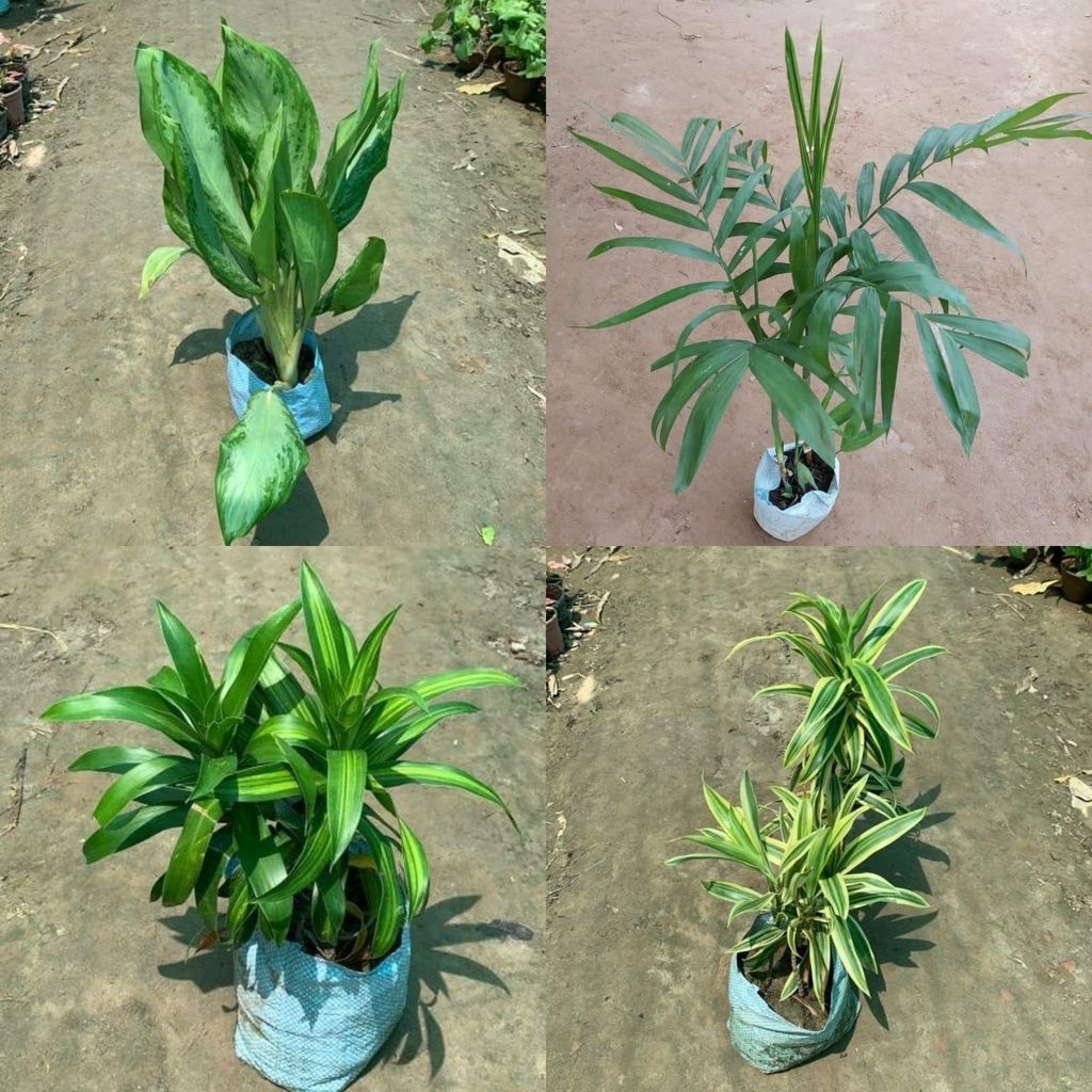 Air Purifying- Large Plants Combo - Set of 4 (Aglaonema Green, Dracaena Messenger, Cane Palm & Song Of India) in 7 Inch Nursery Bag