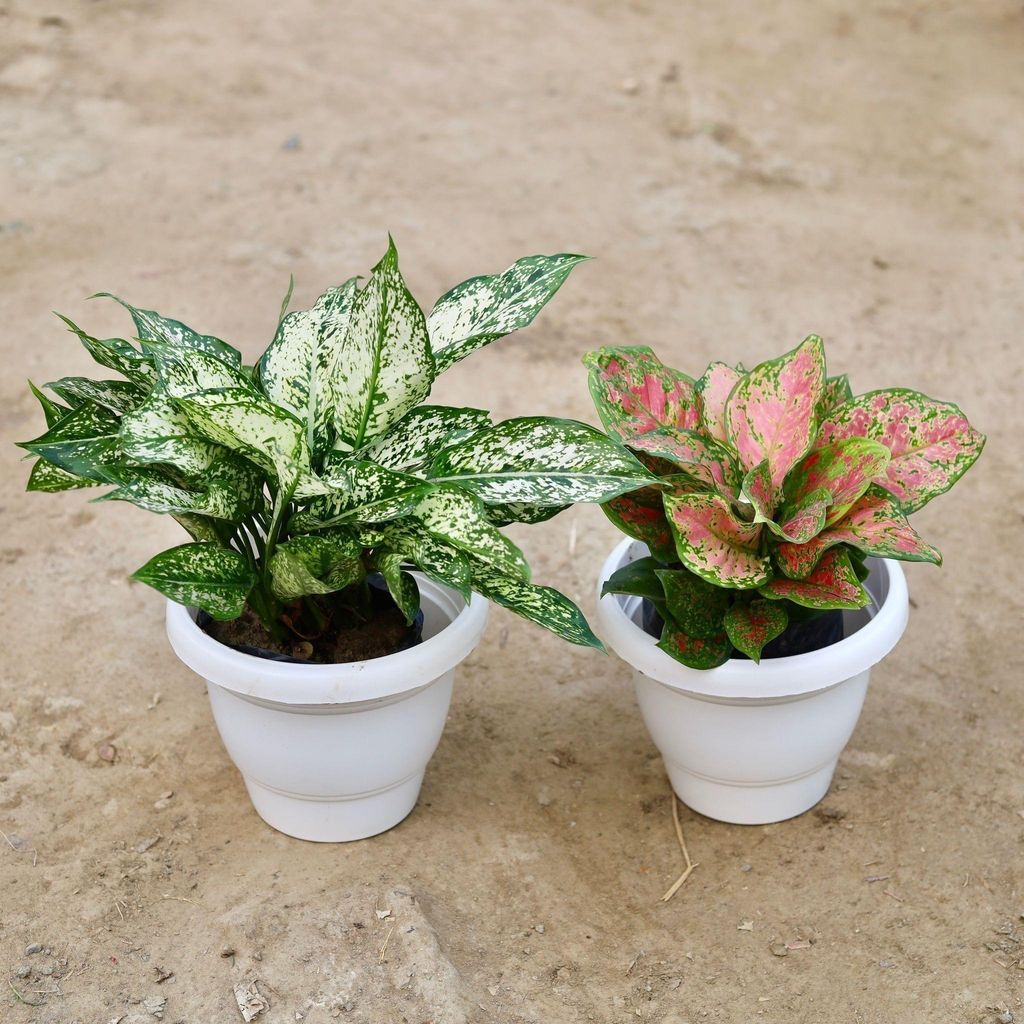 Buy Set of 2 - Aglaonema (Snow white & Pink Dalmatian) in 10 Inch Classy White Plastic Pot Online | Urvann.com Set of 2 - Aglaonema (Snow white & Pink Dalmatian) in 10 Inch Classy White Plastic Pot