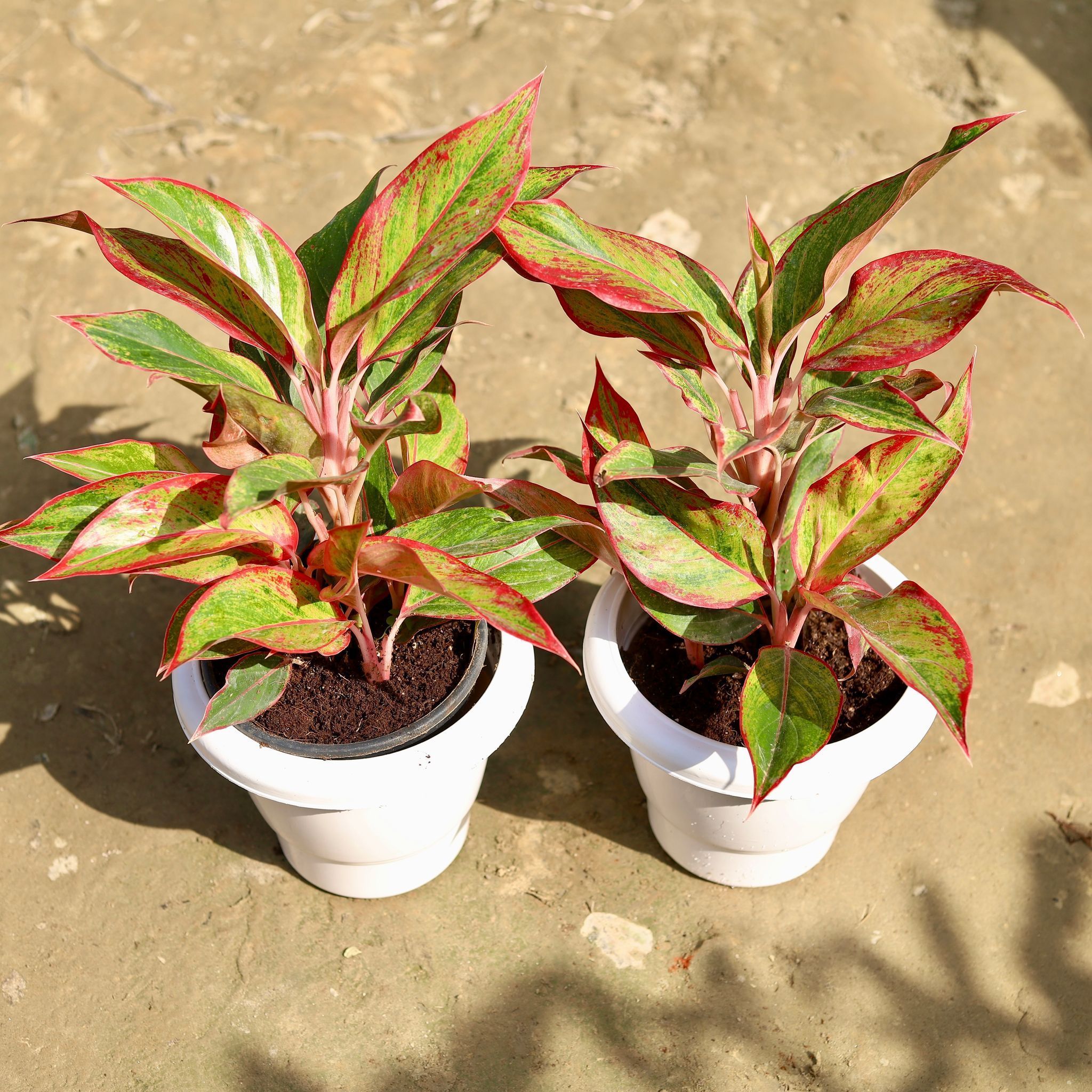 Set of 2 - Aglaonema Lipstick in 8 Inch Classy White Plastic Pot