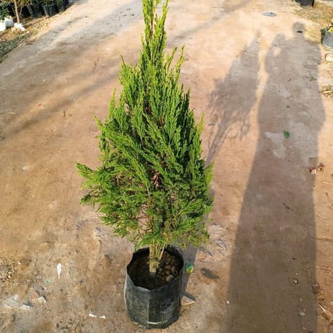Juniperus / Juniperus (5-6 ft) in 12 Inch Nursery Bag