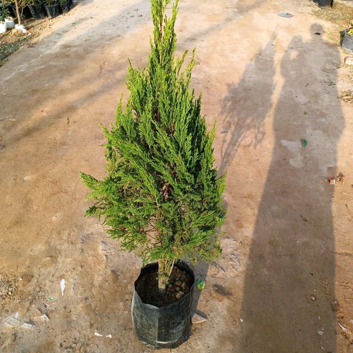 Juniperus / Juniperus (5-6 ft) in 12 Inch Nursery Bag