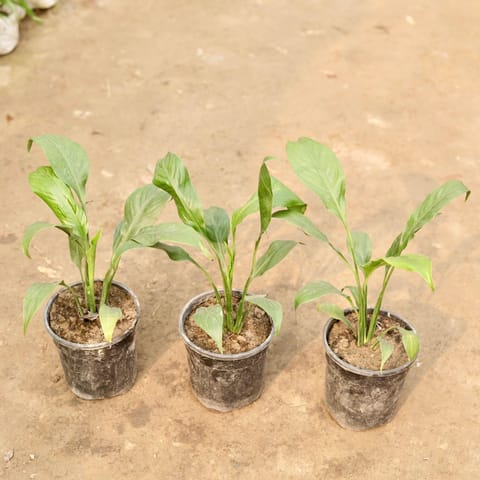 Set of 3 - Peace Lily in 5 Inch Live Plant Nursery Pot