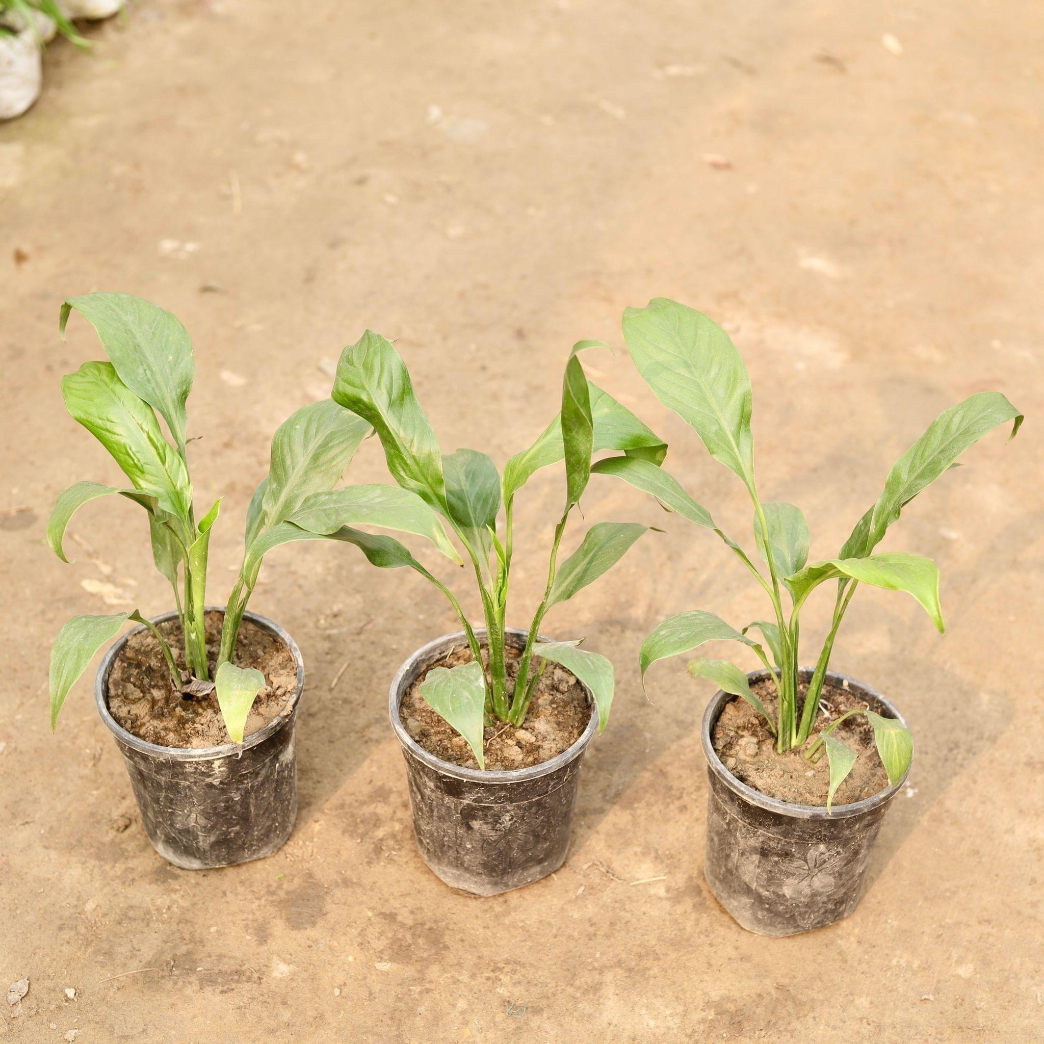 Set of 3 - Peace Lily in 5 Inch Nursery Pot