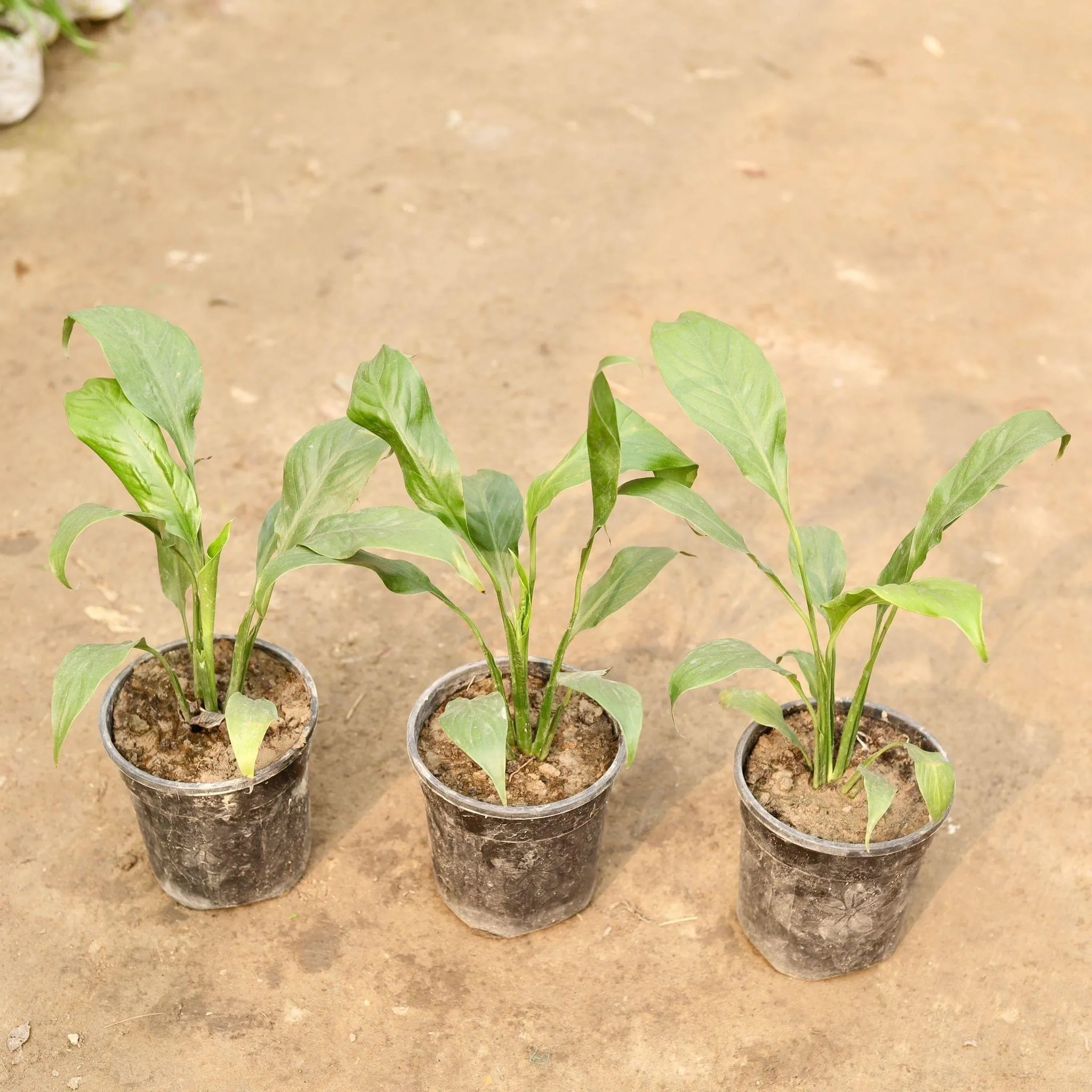 Set of 3 - Peace Lily in 5 Inch Nursery Pot