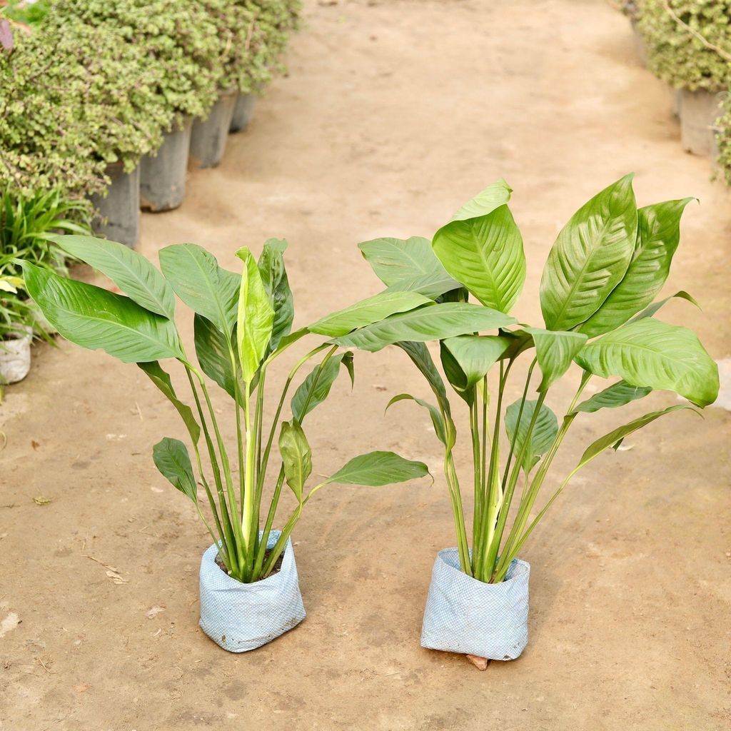 Buy Set of 2 - Peace Lily Broad Leaves in 8 Inch Nursery Bag Online | Urvann.com Set of 2 - Peace Lily Broad Leaves in 8 Inch Nursery Bag