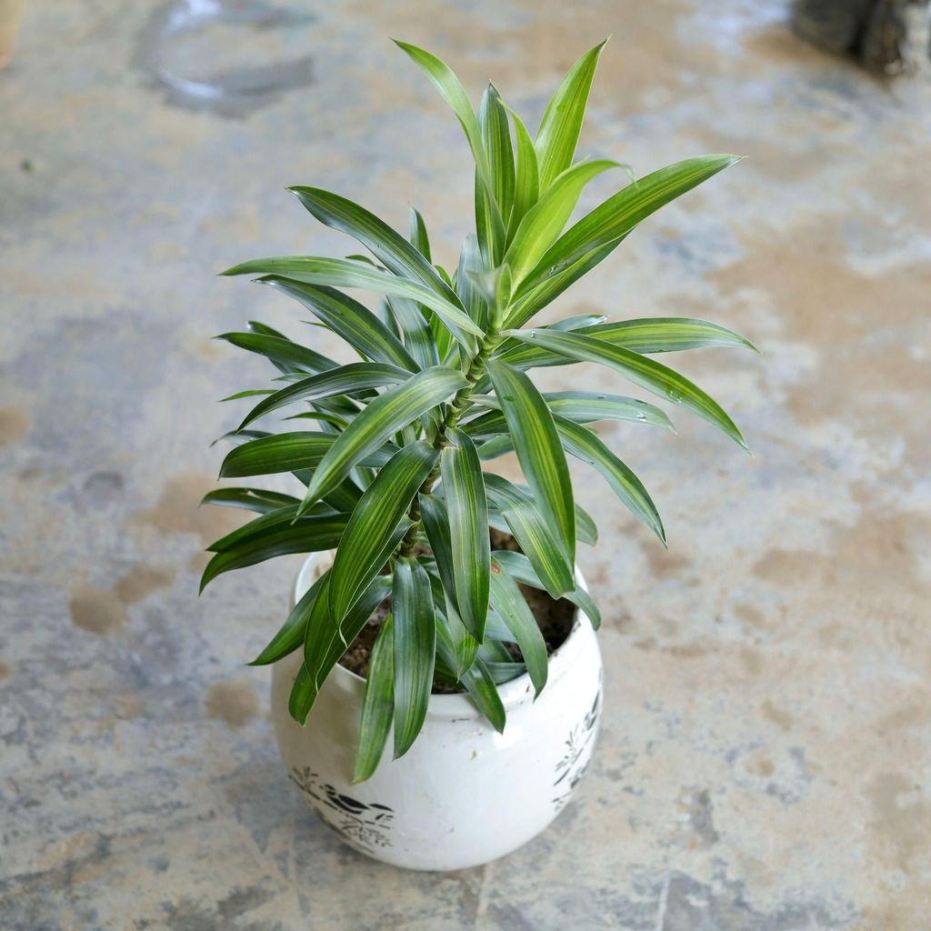 Dracaena Messenger in 6 Inch Matka Ceramic Pot (Any Design) Dracaena Messenger in 6 Inch Matka Ceramic Pot (Any Design)