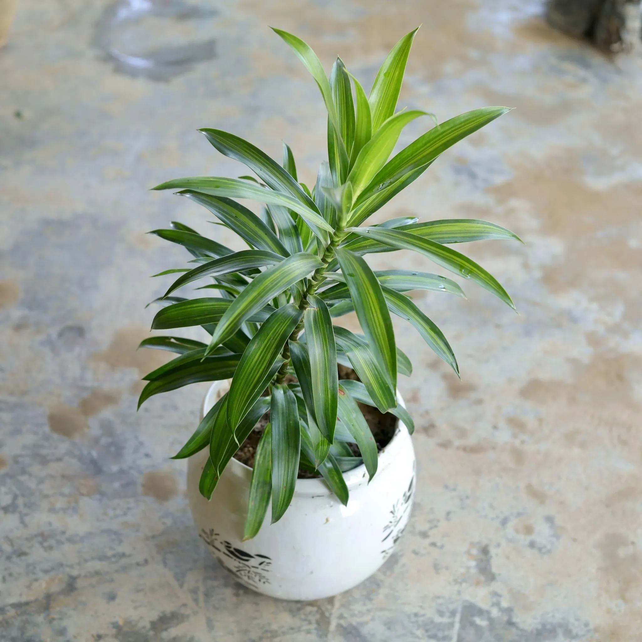 Dracaena Messenger in 6 Inch Matka Ceramic Pot (Any Design)