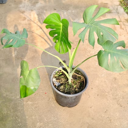 Buy Monstera Deliciosa  in 10 Inch Nursery Pot Online | Urvann.com