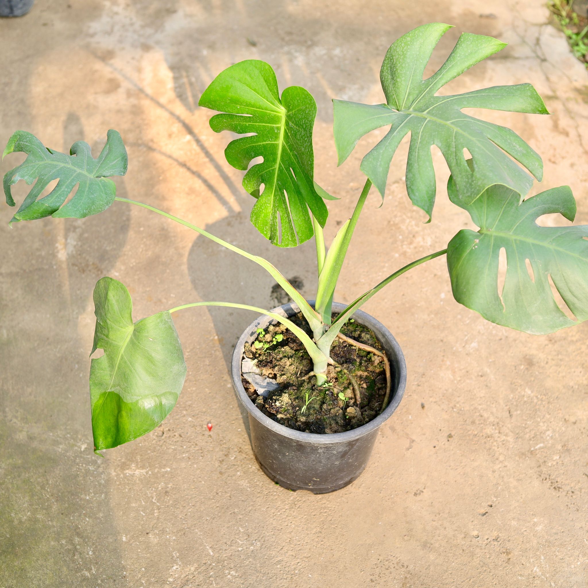 Monstera Deliciosa in 10 Inch Nursery Pot
