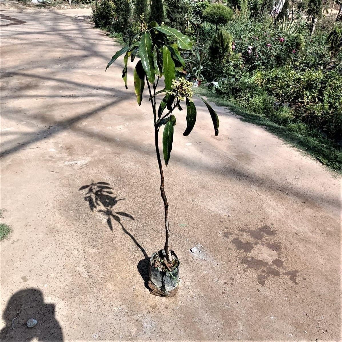 Dasheri Mango Grafted (~ 3-5 ft) in 6 Inch Nursery Bag