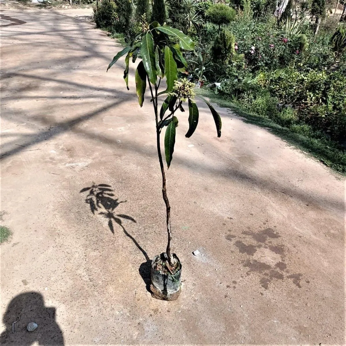 Dasheri Mango Grafted (~ 3-5 ft) in 6 Inch Nursery Bag