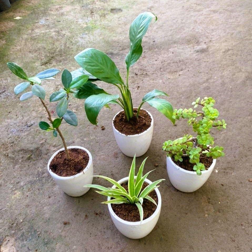 Table Top Air Purifying Combo- Set of 4 - Peace Lily, Spider, long Iceland & Jade in 4 Inch White Cup Ceramic Pot