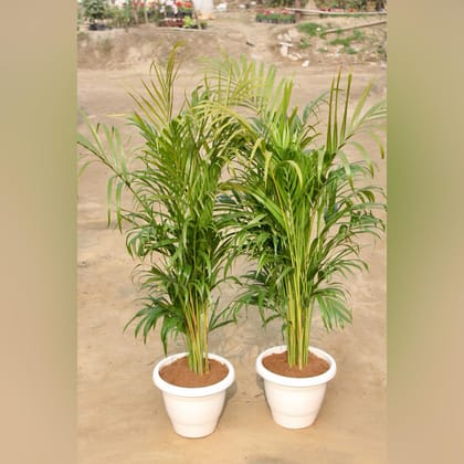 Buy Set of 2 - Areca Palm Bushy (~ 2 Ft) in 12 Inch Classy White Plastic Pot Online | Urvann.com