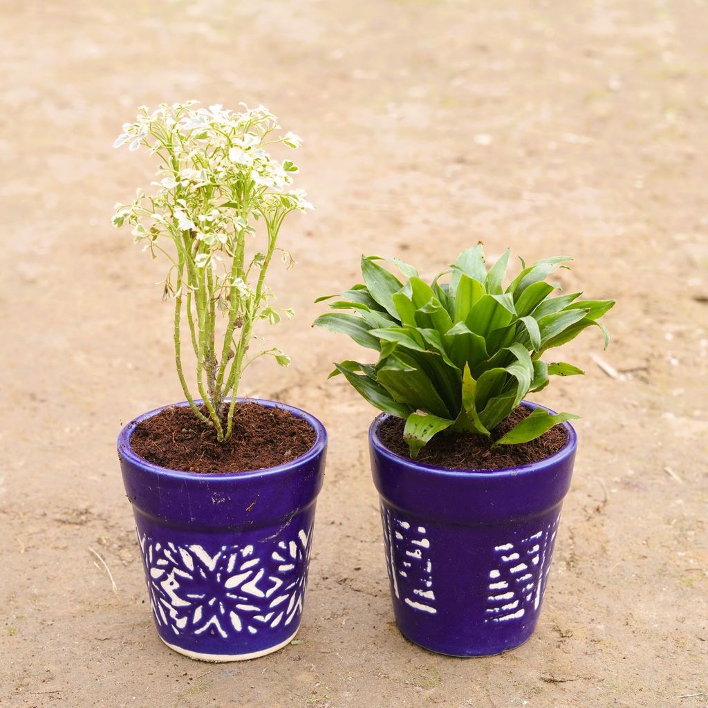 Set of 2 - Aralia & Dracaena compacta in 6 Inch Cup Designer Ceramic Pot (any colour & design)