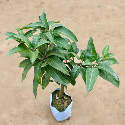 Buy Mango / Baramasi Aam in 10 Inch Nursery Bag Online | Urvann.com