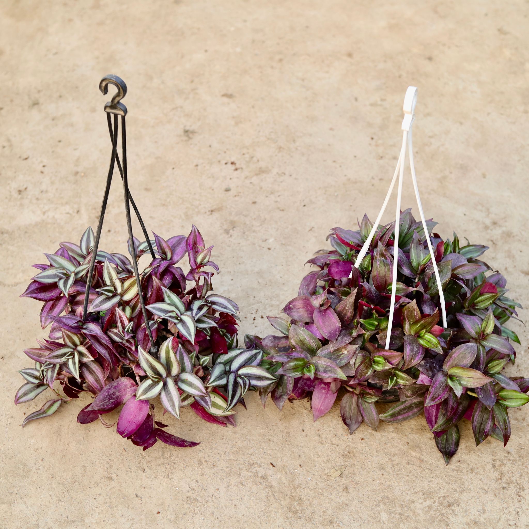 Set of 2 - Wandering Jew (Purple & Red) in 6 Inch Hanging Basket (any colour)