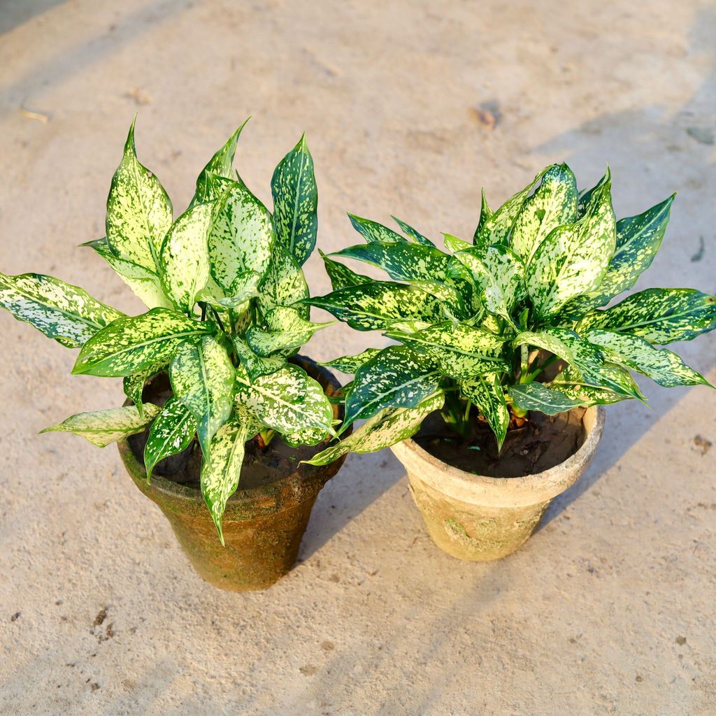 Buy Set of 2 - Aglaonema Snow White in 8 Inch Nursery Pot Online | Urvann.com Set of 2 - Aglaonema Snow White in 8 Inch Nursery Pot