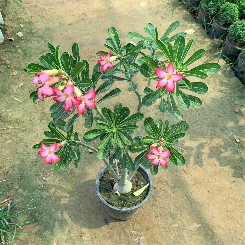 Adenium Pink in 8 Inch Nursery Pot