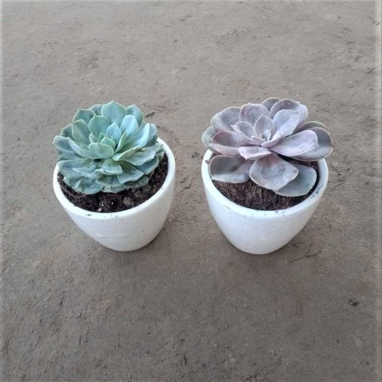 Set of 2- Succulent (Echeveria Lalicina Pink /Maxican Hens & Echevaria Elegans) in 4 Inch White Classy Cup Ceramic Pot (any design)