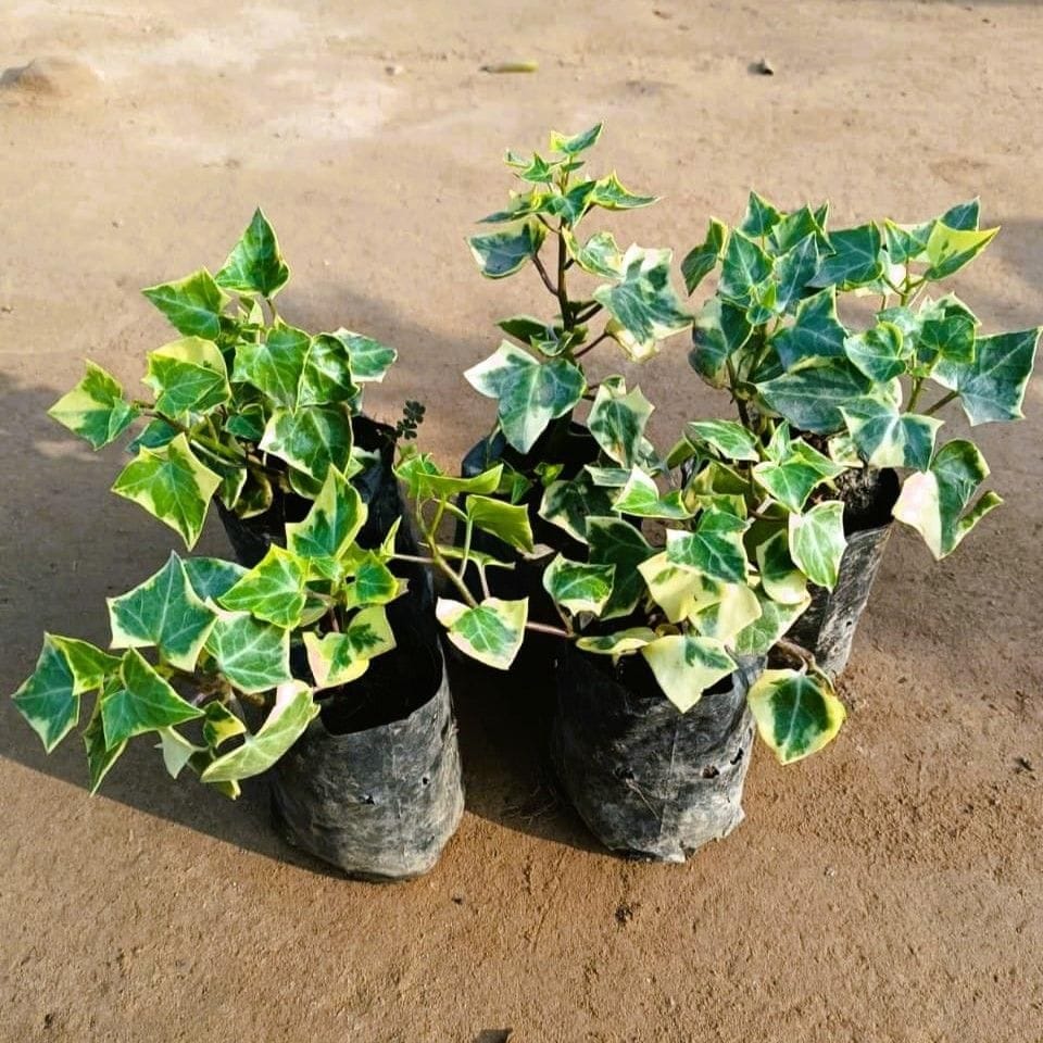 Set of 5 - English Ivy in 4 Inch Nursery Bag