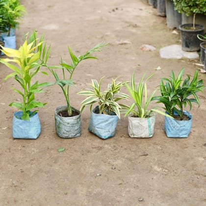 Buy Indoor Plants Combo - Set of 5 - (Lucky Bamboo, Chamaedorea Palm, Song of India,Pendanus & Dracaena Green) in 5 Inch Nursery Bag Online | Urvann.com