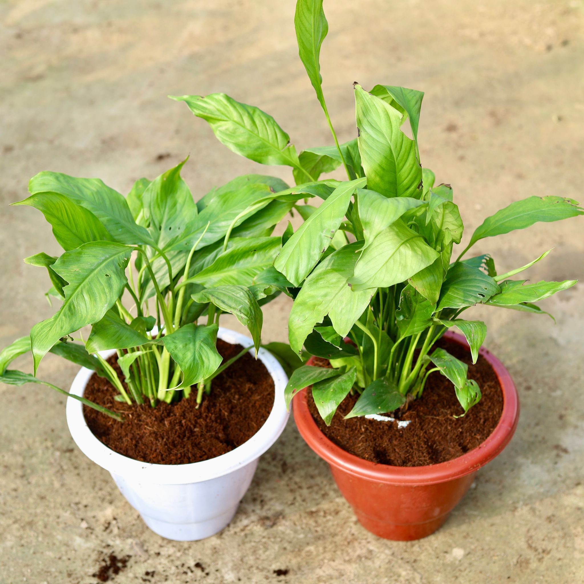 Set of 2 - Peace Lily (any colour) in 10 Inch Classy Red & White Plastic Pot