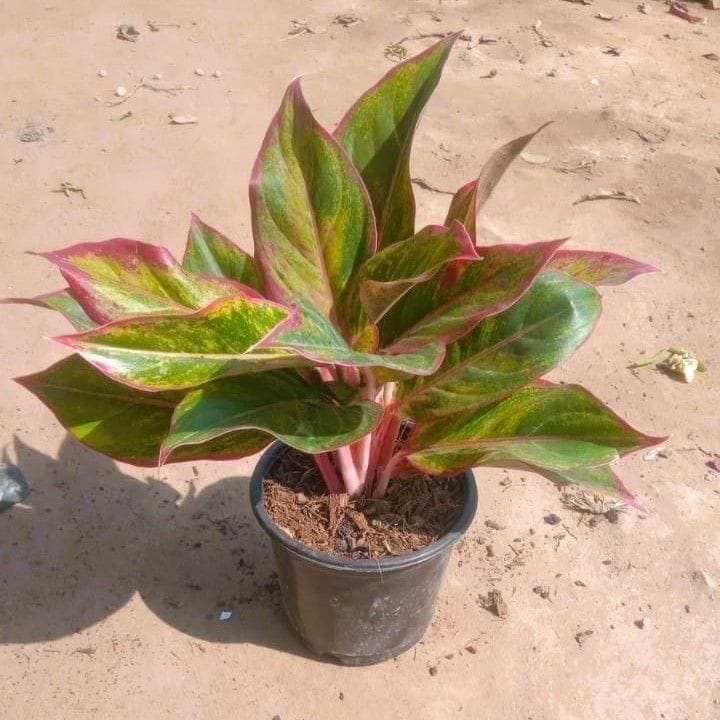 Aglaonema Pink Lipstick Multistem in 5 Inch Nursery Pot