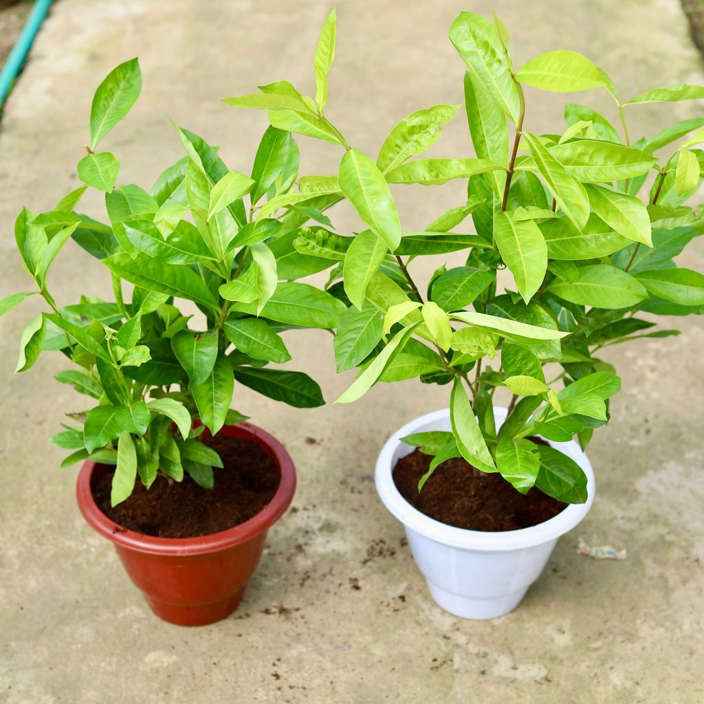 Buy Set of 2 - Ixora Red In 10 Inch Classy Red & White Plastic Pot Online | Urvann.com Set of 2 - Ixora Red in 10 Inch Classy Red & White Plastic Pot