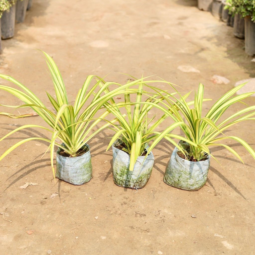 Set of 3 - Golden Spider in 8 Inch Nursery Bag