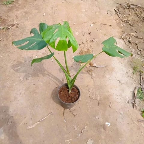 Monstera Deliciosa in 6 Inch Nursery Pot