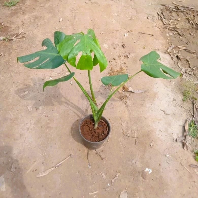 Monstera Deliciosa in 6 Inch Nursery Pot