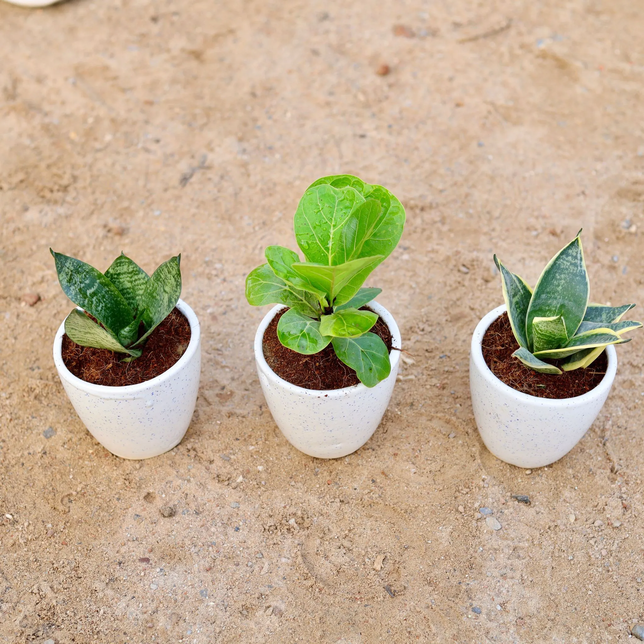 Set of 3 - Fiddle Leaf Fig / Ficus Lyrata, Snake (yellow & green) in 4 Inch Classy White Cup Ceramic Pot
