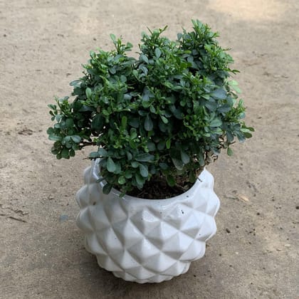 Buy Table Kamini  in 4 Inch Diamond Ceramic Pot Online | Urvann.com