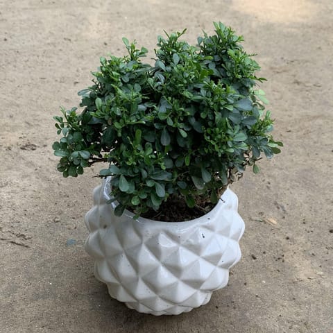 Table Kamini in 4 Inch Diamond Ceramic Pot