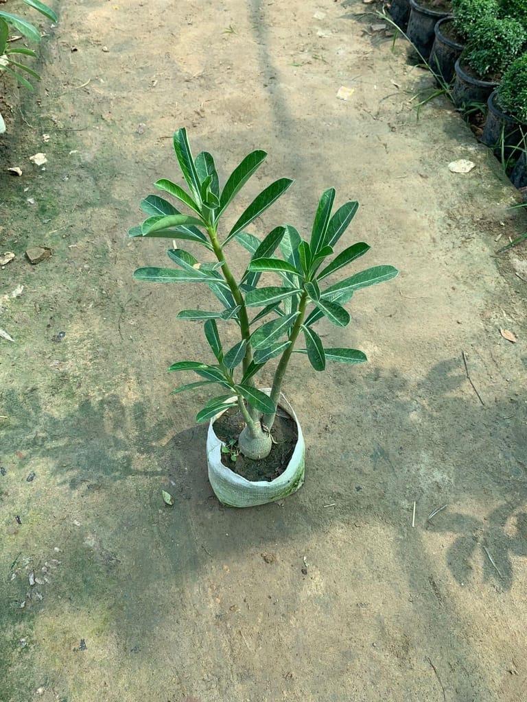 Buy Adenium Pink in 8 Inch Nursery Bag Online | Urvann.com Adenium Pink in 8 Inch Nursery Bag