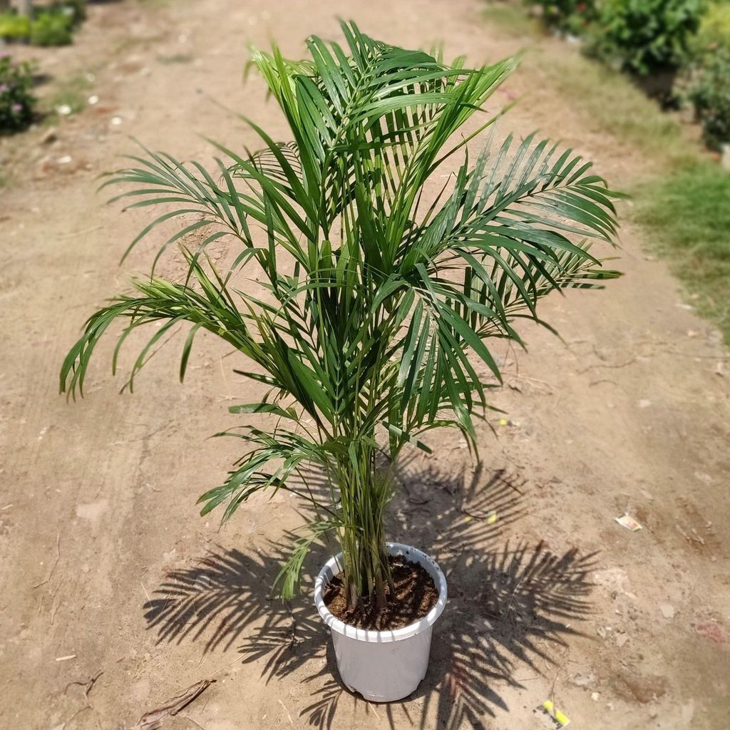 Areca Palm (~4 Ft.) in 10 Inch White Nursery Pot
