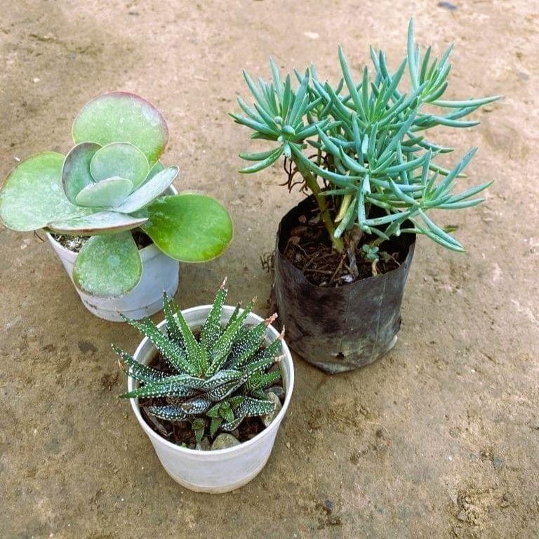 Set of 3 - Kalanchoe, Zebrina Howarthia & Sedum Brush Succulent