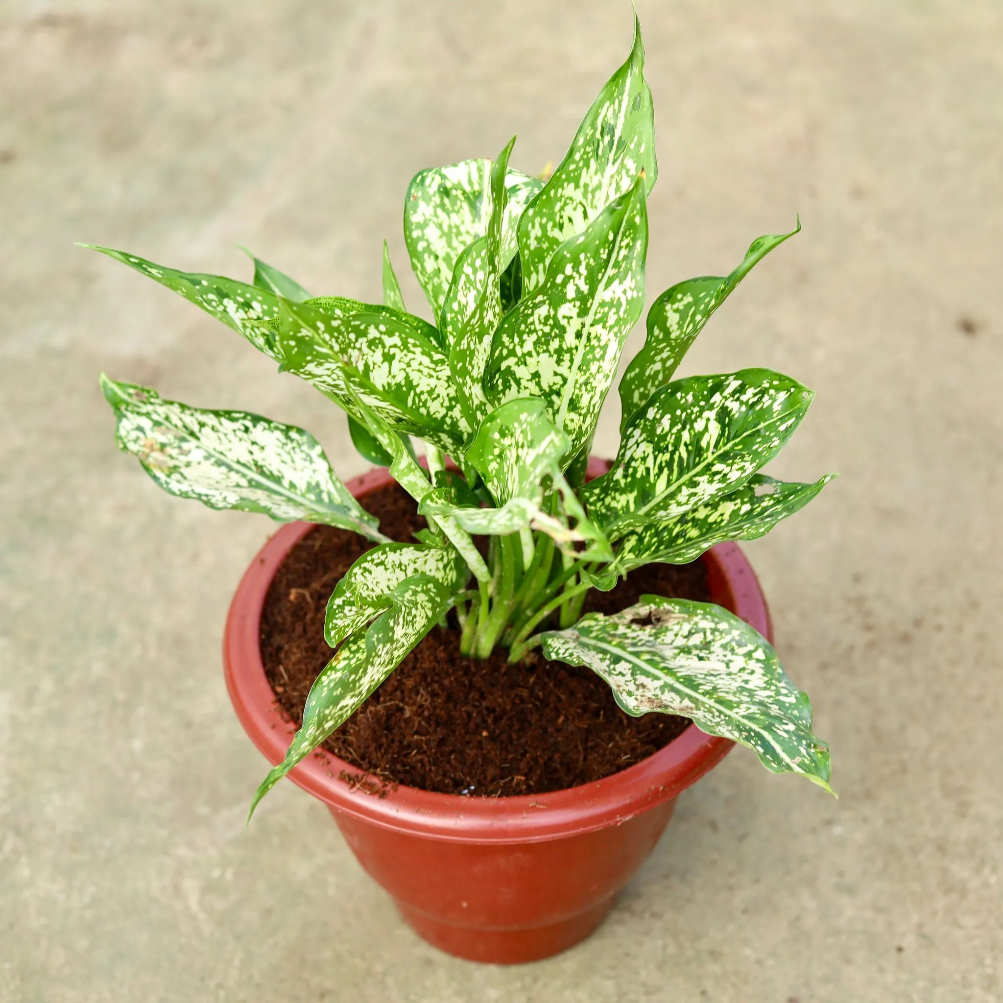 Aglaonema Snow White in 10 Inch Classy Red Plastic Pot