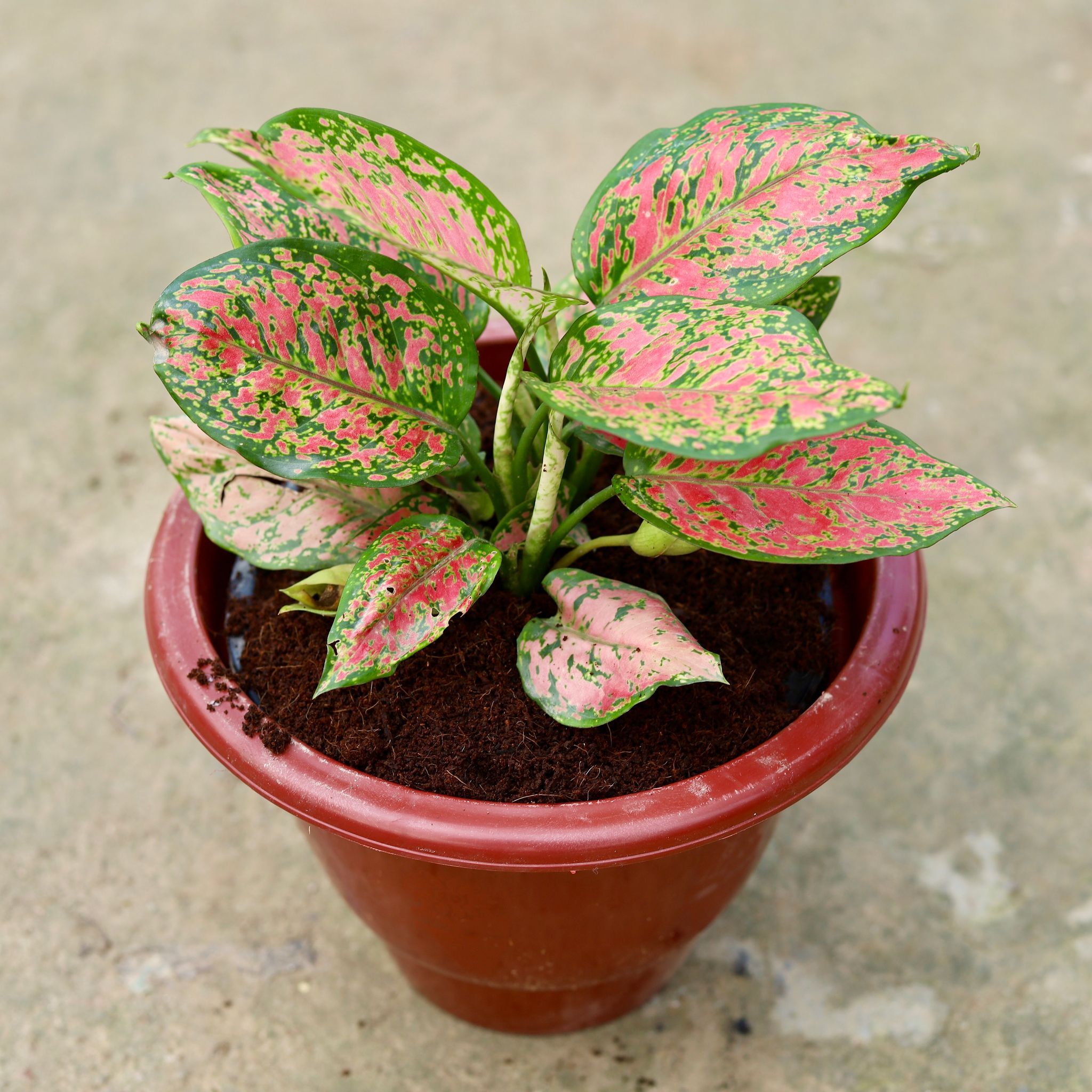 Aglaonema Red Ruby in 10 Inch Classy Red Plastic Pot