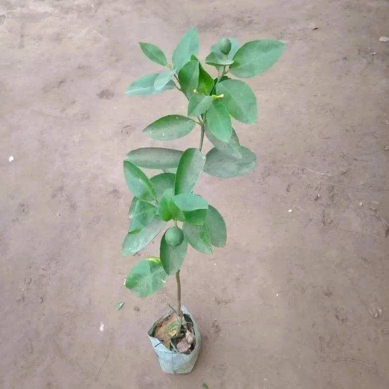Orange Plant in 6 Inch Nursery Bag