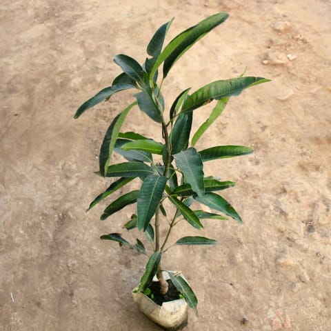 Grafted mango all time/baramasi in 8 Inch Nursery Bag