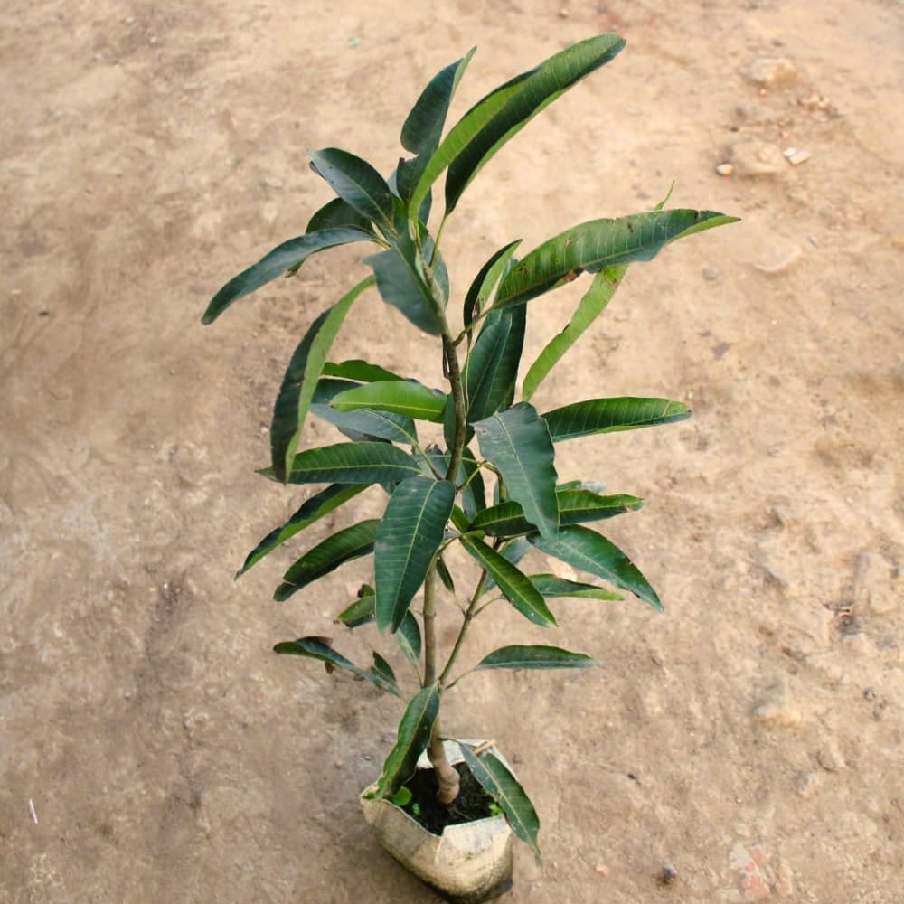 Grafted mango all time/baramasi in 8 Inch Nursery Bag