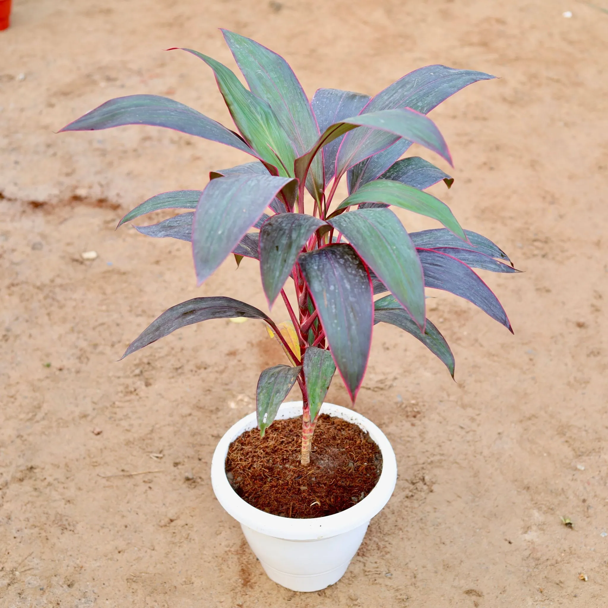 Dracaena Hawaiian Ti Red in 10 Inch Classy White Plastic Pot