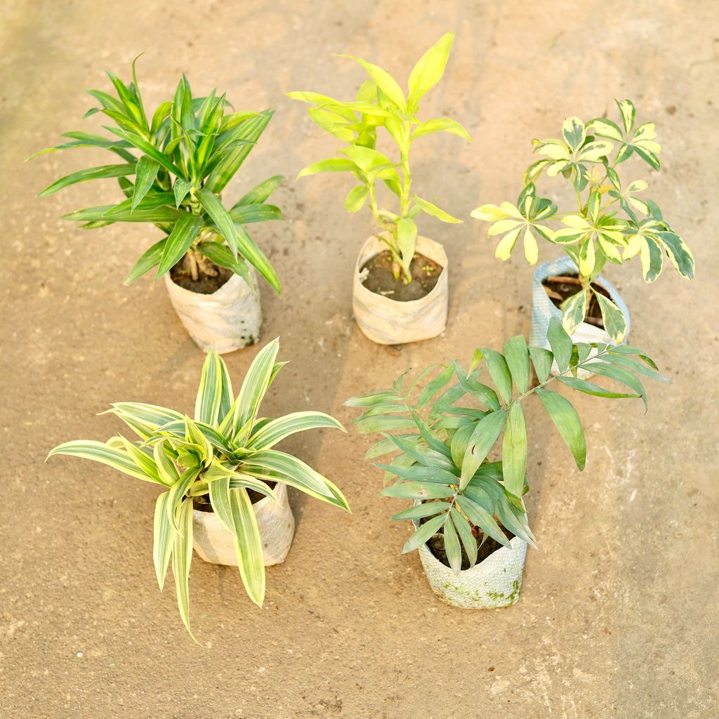 Buy Set of 5 - Dracaena Messenger, Lucky Bamboo, Song of India, Chamaedorea Palm & Peace Lily in 4 Inch Nursery Bag Online | Urvann.com Set of 5 - Dracaena Messenger, Lucky Bamboo, Song of India, Chamaedorea Palm & Peace Lily in 4 Inch Nursery Bag