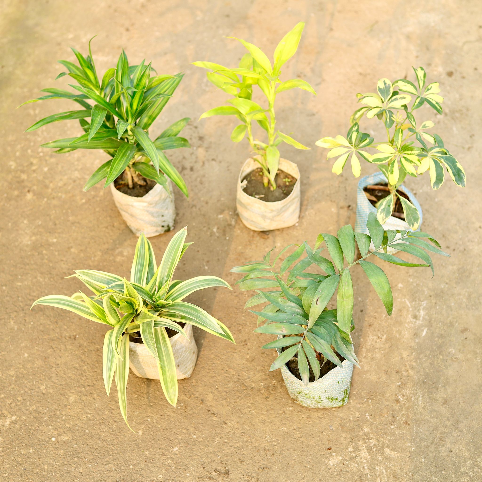 Set of 5 - Dracaena Messenger, Lucky Bamboo, Song of India, Chamaedorea Palm & Peace Lily in 4 Inch Nursery Bag