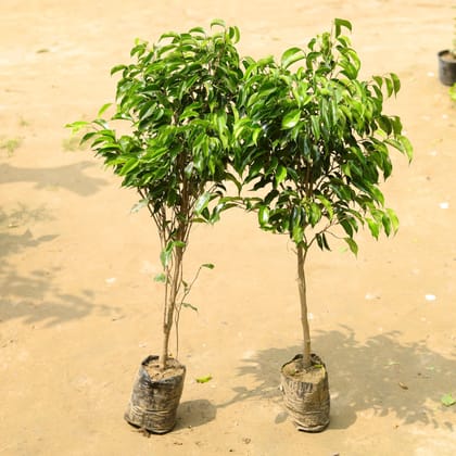 Buy Set of 2 - Ficus Black in 8 Inch Nursery Bag Online | Urvann.com