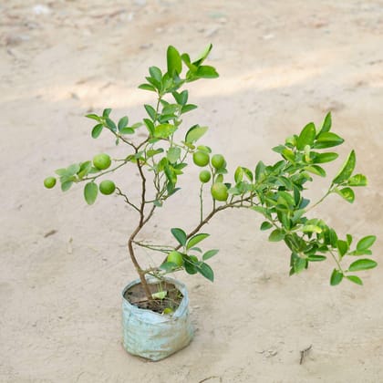 Buy Kagzi Lemon with Fruits in 8 Inch Nursery Bag Online | Urvann.com