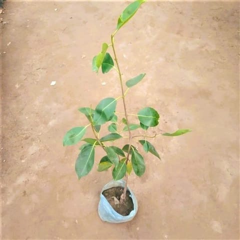 Black Berry / Jamun in 7 Inch Nursery Bag