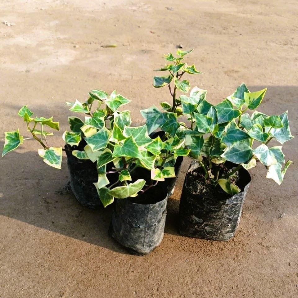 Set of 4 - English Ivy in 4 Inch Nursery Bag